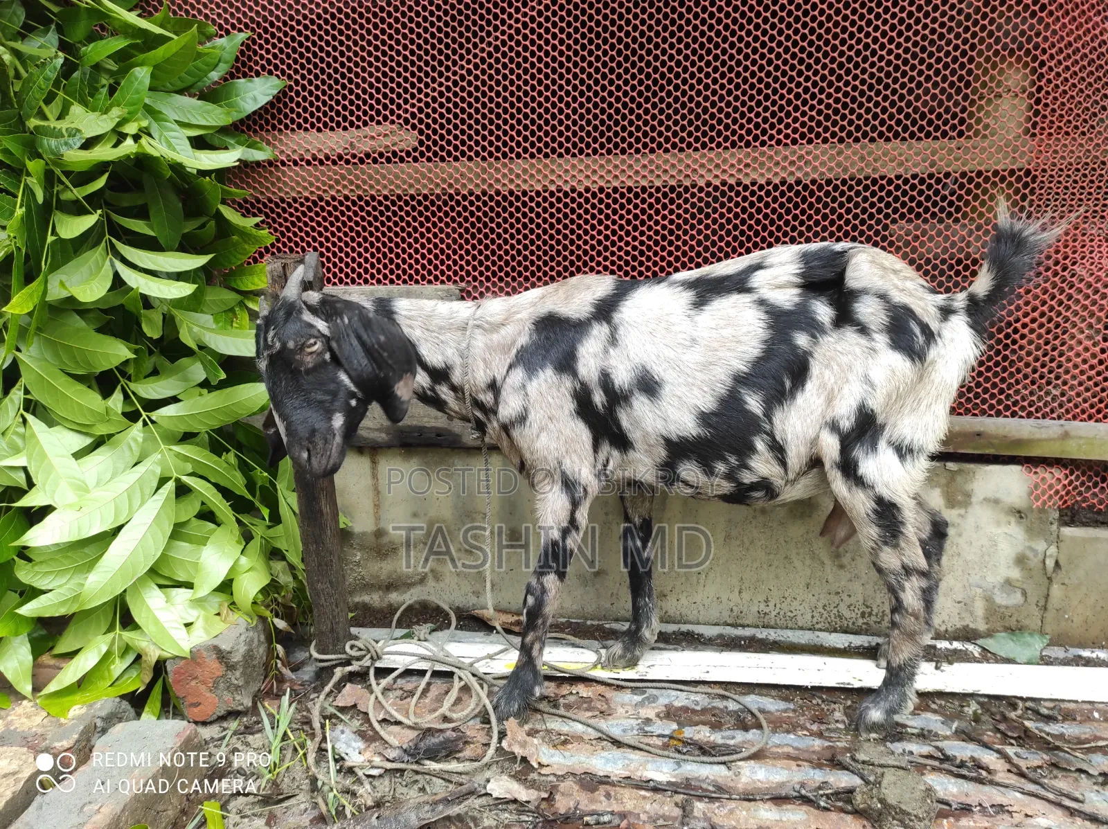 ছাগল বিক্রি