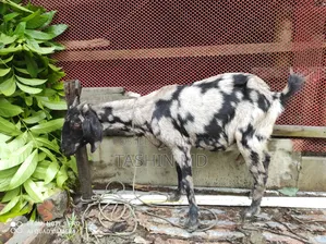 ছাগল বিক্রি