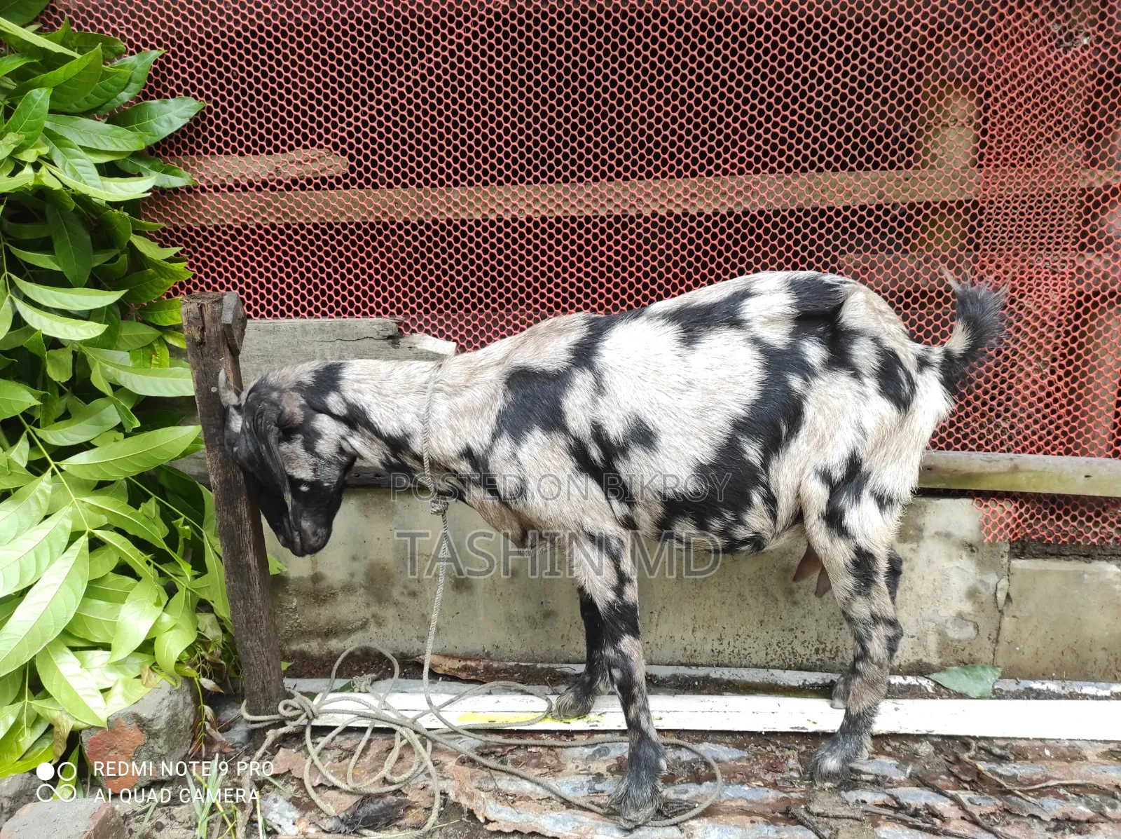 ছাগল বিক্রি
