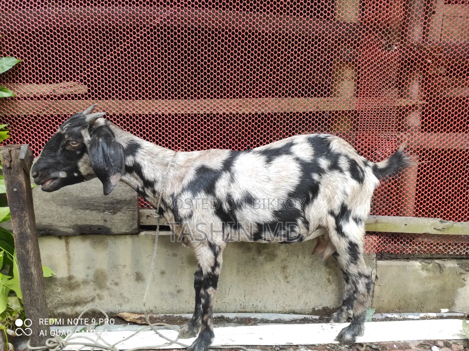 ছাগল বিক্রি