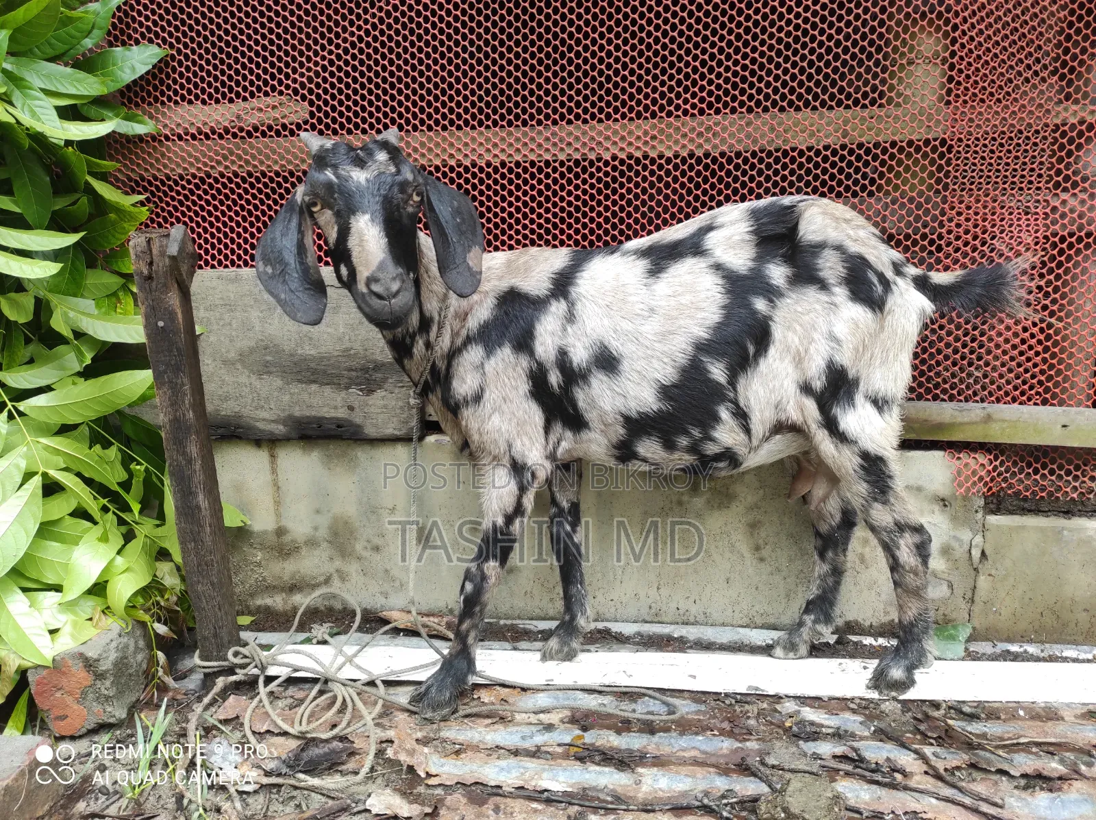 ছাগল বিক্রি