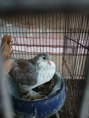 Female King and Male Shirazi
