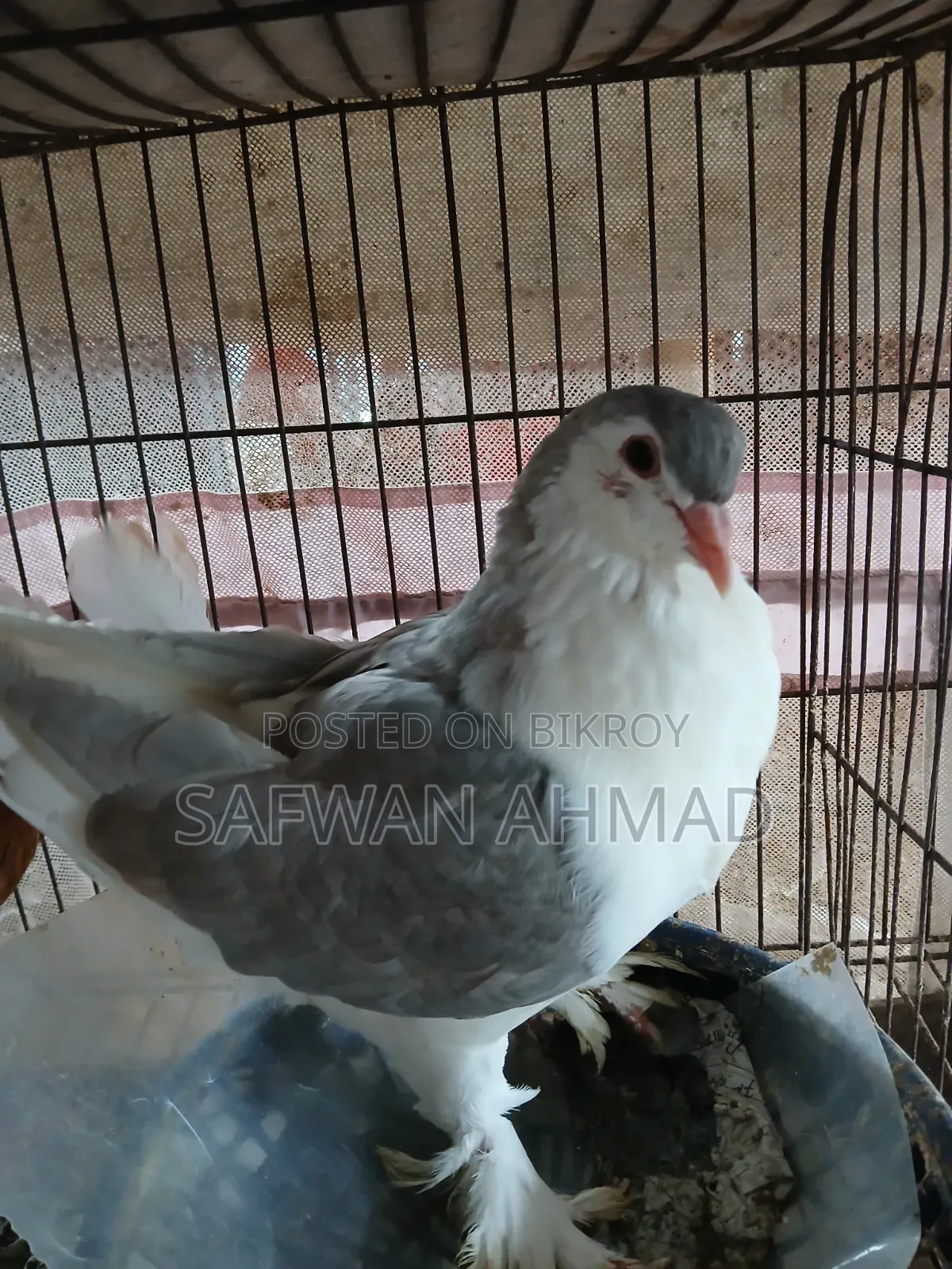 Female King and Male Shirazi