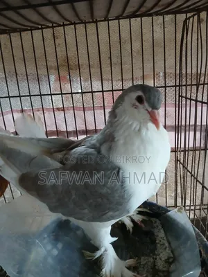 Female King and Male Shirazi