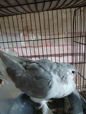 Female King and Male Shirazi