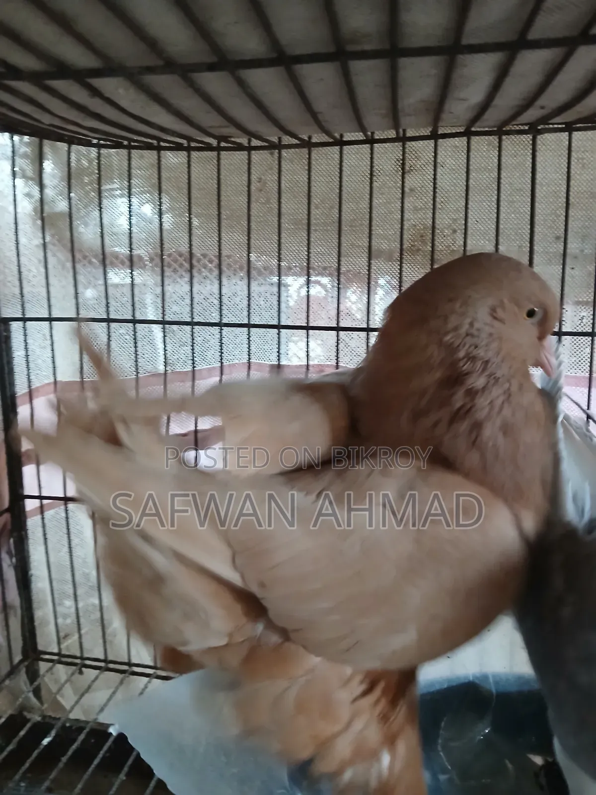 Female King and Male Shirazi