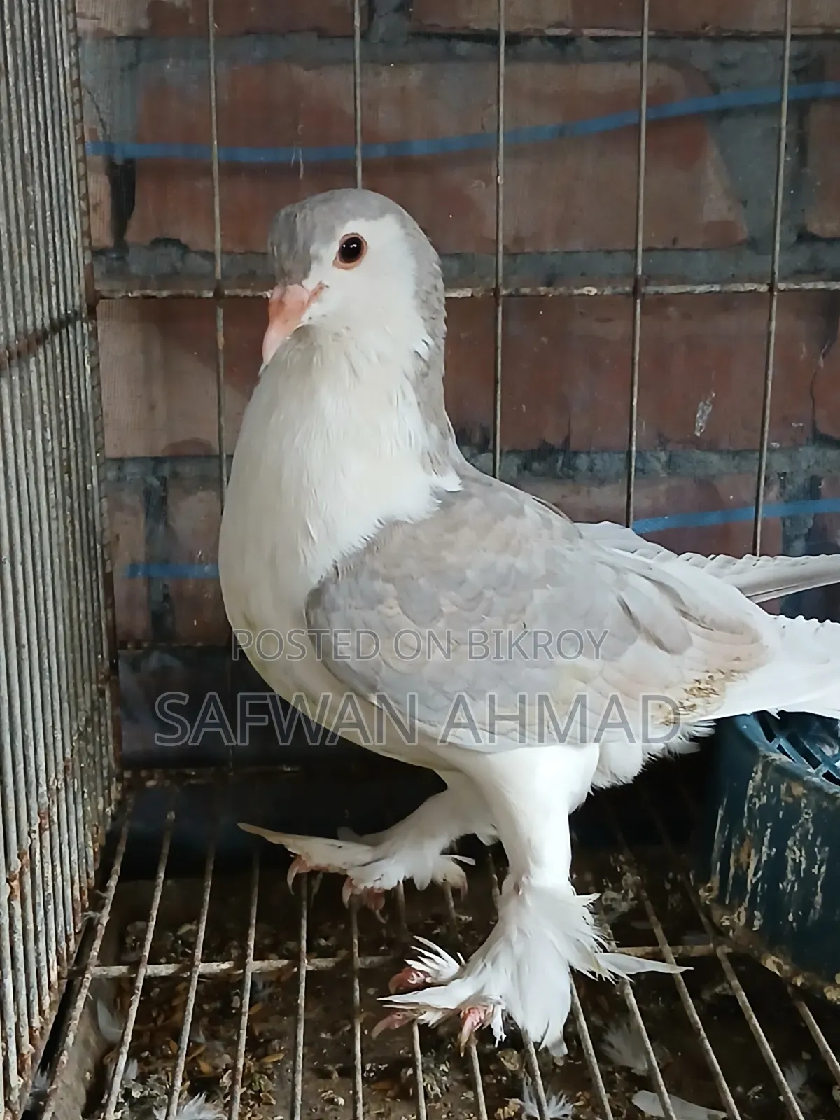 Female King and Male Shirazi