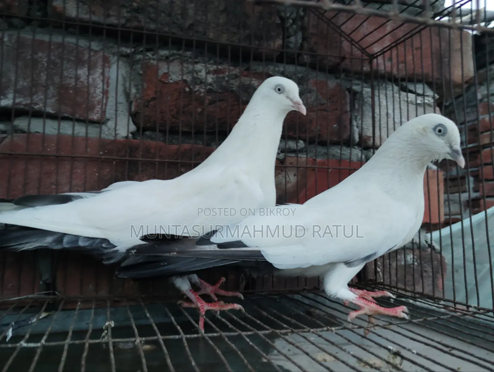 Pigeon Sale