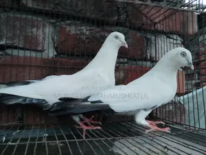 Pigeon Sale