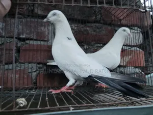 Pigeon Sale