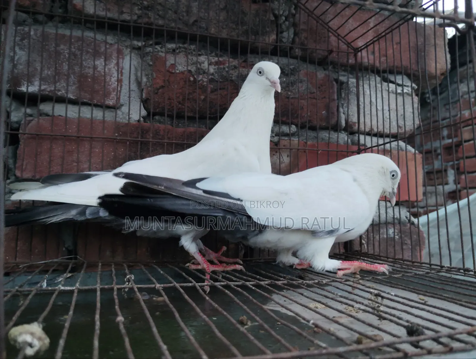 Pigeon Sale