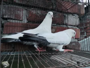 Pigeon Sale