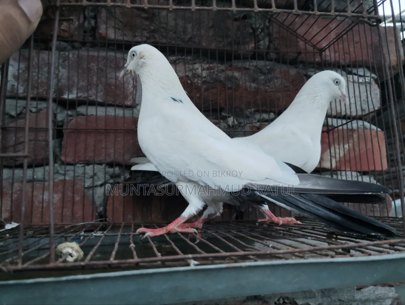 Pigeon Sale
