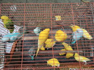 বাজিগারের লট