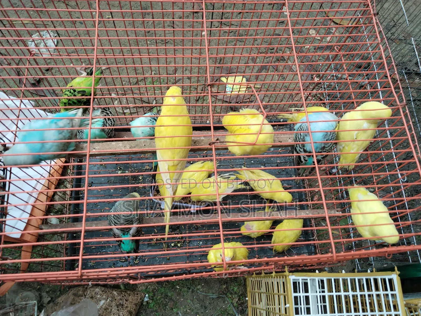 বাজিগারের লট