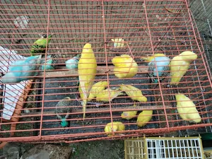 বাজিগারের লট