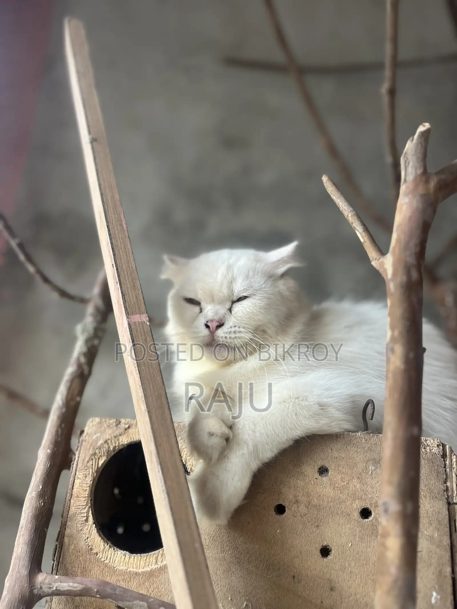 1+ Year Female Purebred Persian