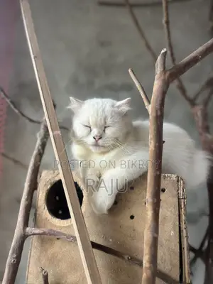 1+ Year Female Purebred Persian
