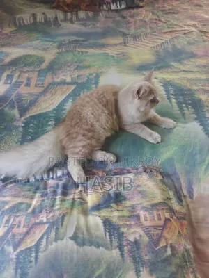 3-6 Months Male Purebred Persian