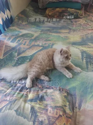 3-6 Months Male Purebred Persian