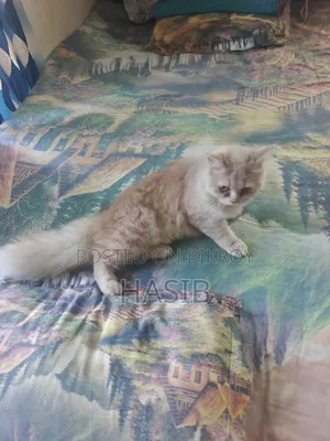 3-6 Months Male Purebred Persian