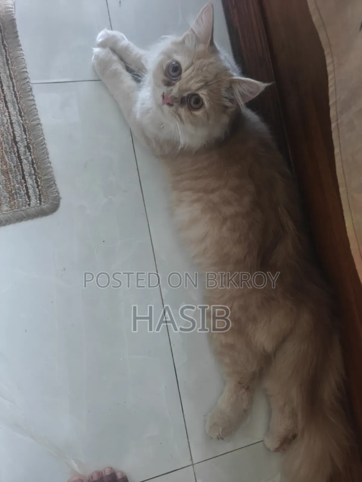 3-6 Months Male Purebred Persian