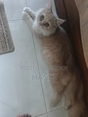 3-6 Months Male Purebred Persian