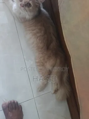 3-6 Months Male Purebred Persian