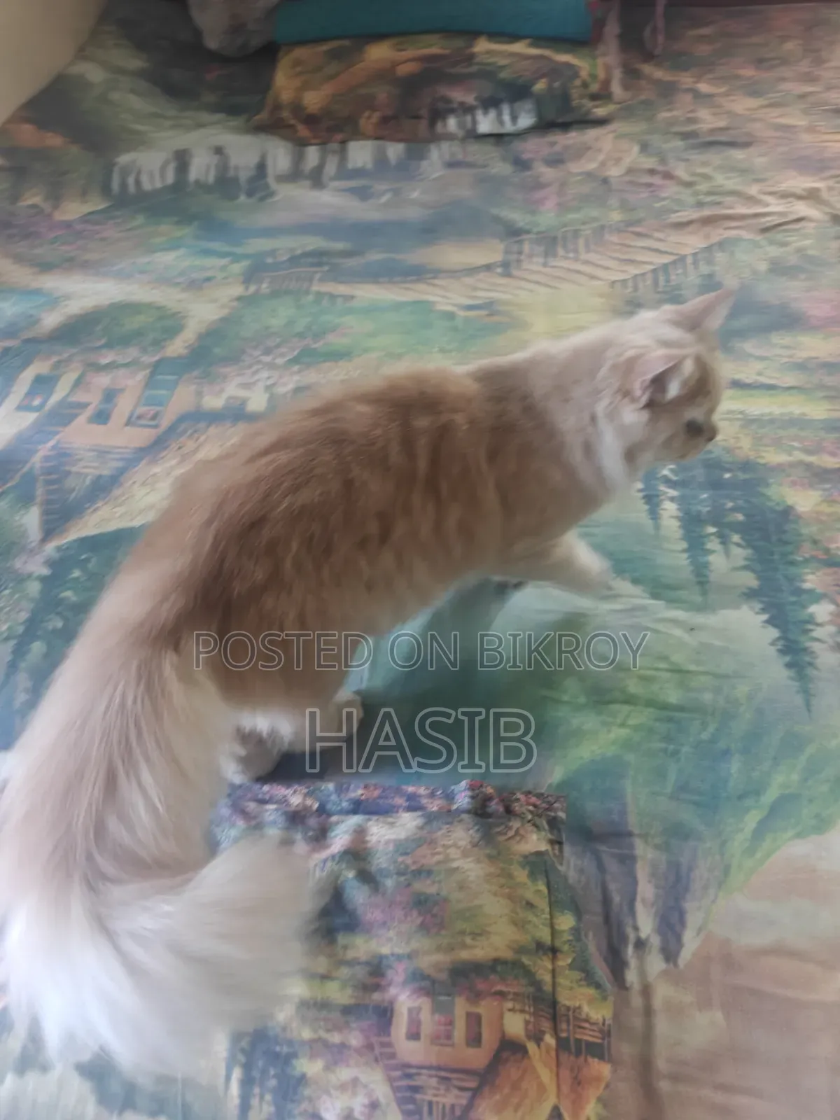 3-6 Months Male Purebred Persian