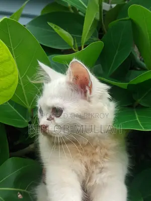 ১-৩ মাসের ফিমেল পিওরব্রেড পারসিয়ান