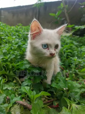 ১-৩ মাসের ফিমেল পিওরব্রেড পারসিয়ান