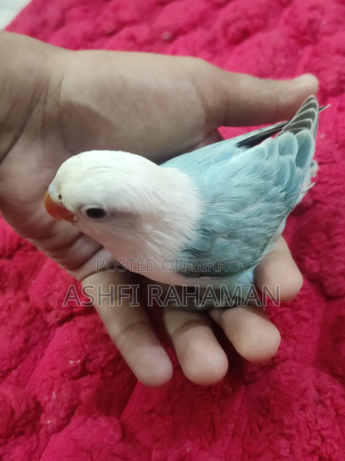 Aqua Opaline Lovebird Split (Perblue)