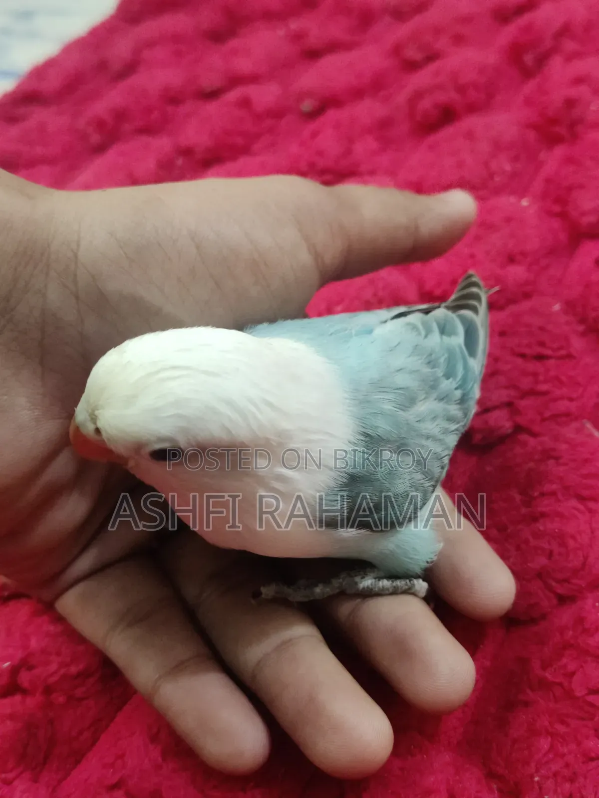 Aqua Opaline Lovebird Split (Perblue)