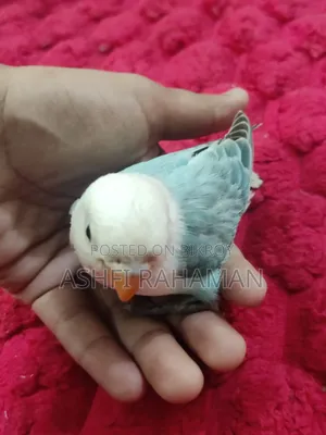 Aqua Opaline Lovebird Split (Perblue)