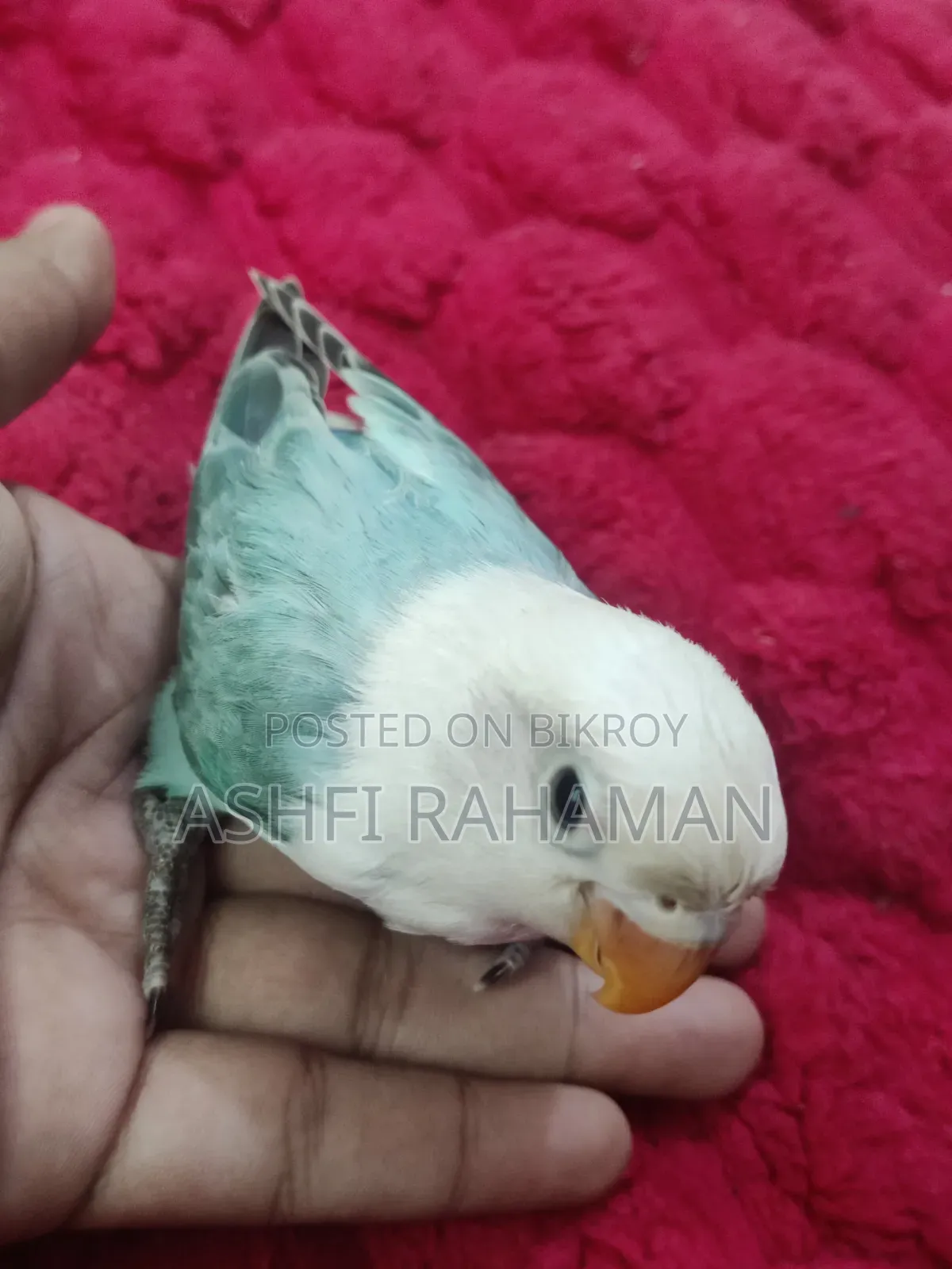 Aqua Opaline Lovebird Split (Perblue)