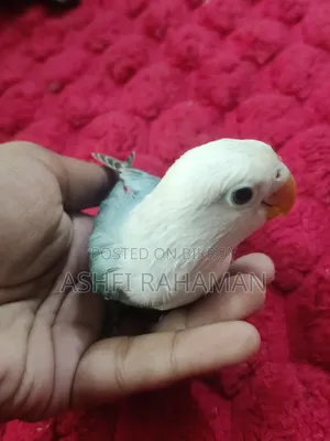 Aqua Opaline Lovebird Split (Perblue)