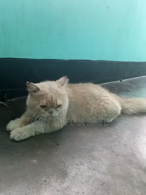 6-12 Months Male Purebred Persian