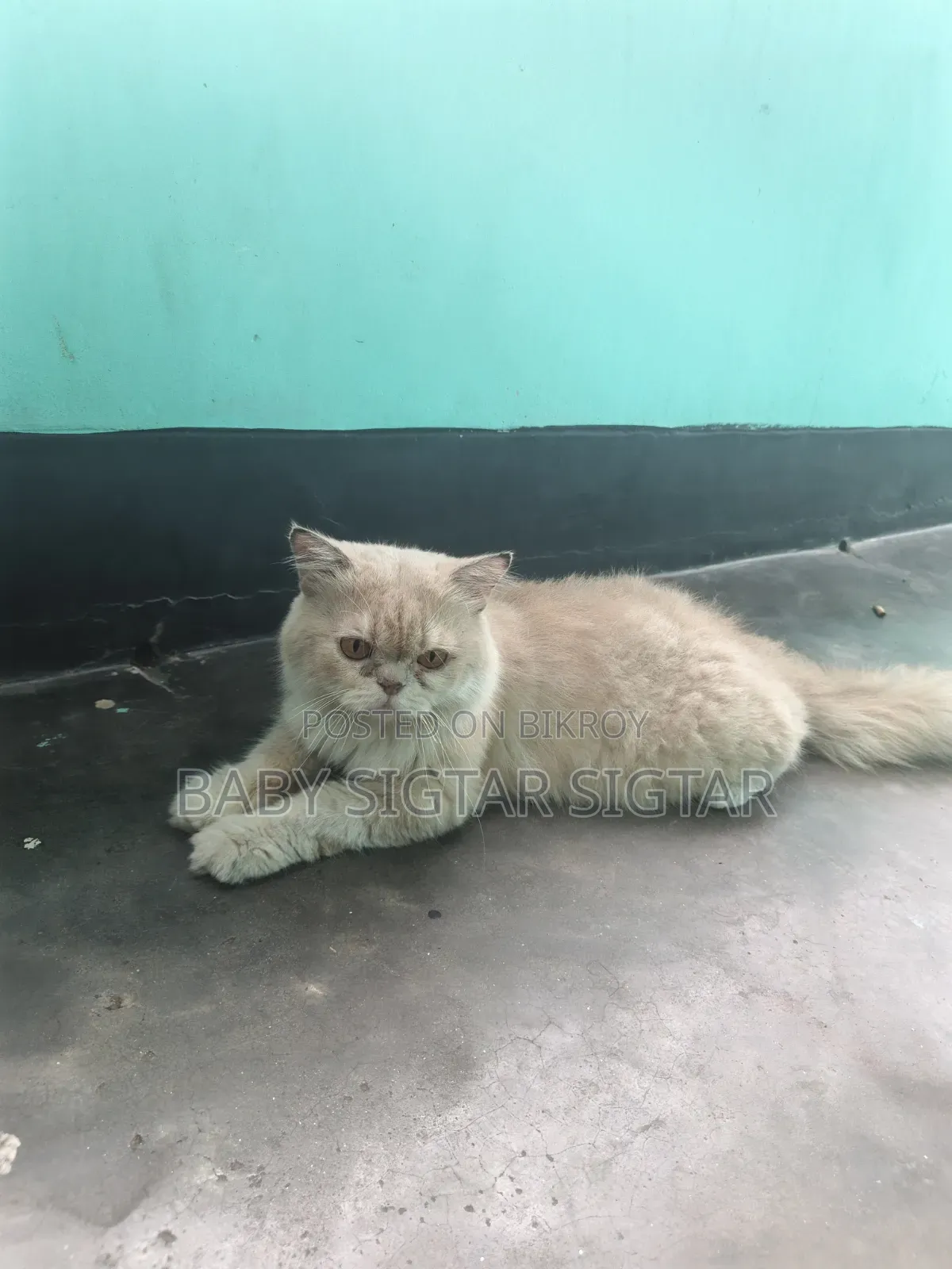 6-12 Months Male Purebred Persian