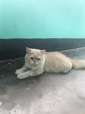 6-12 Months Male Purebred Persian