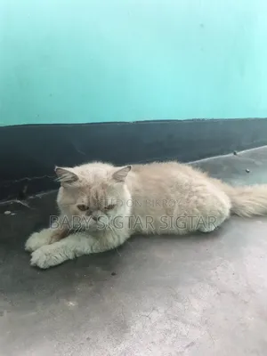 6-12 Months Male Purebred Persian