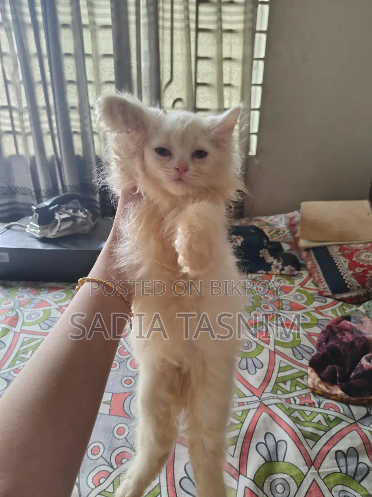1-3 Months Female Purebred Persian