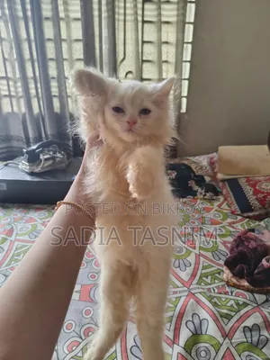 1-3 Months Female Purebred Persian