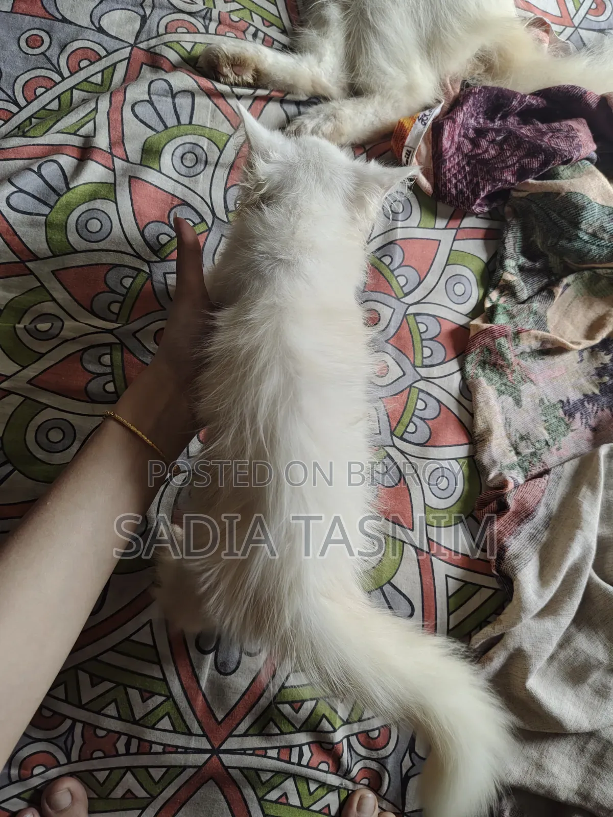1-3 Months Female Purebred Persian