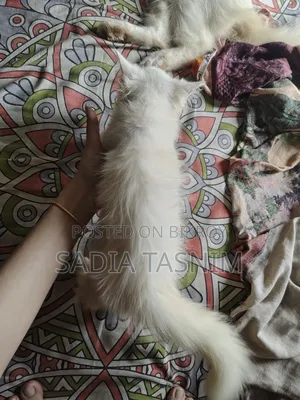 1-3 Months Female Purebred Persian