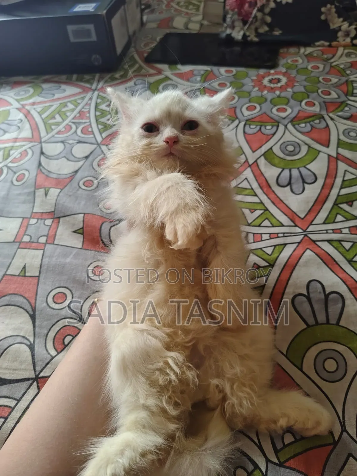 1-3 Months Female Purebred Persian