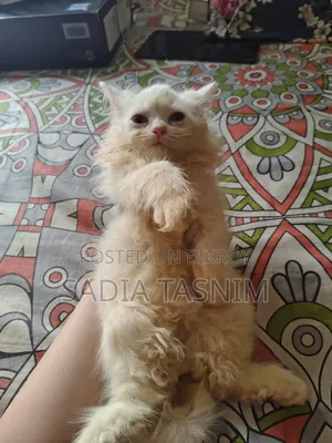 1-3 Months Female Purebred Persian