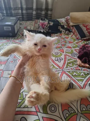 1-3 Months Female Purebred Persian