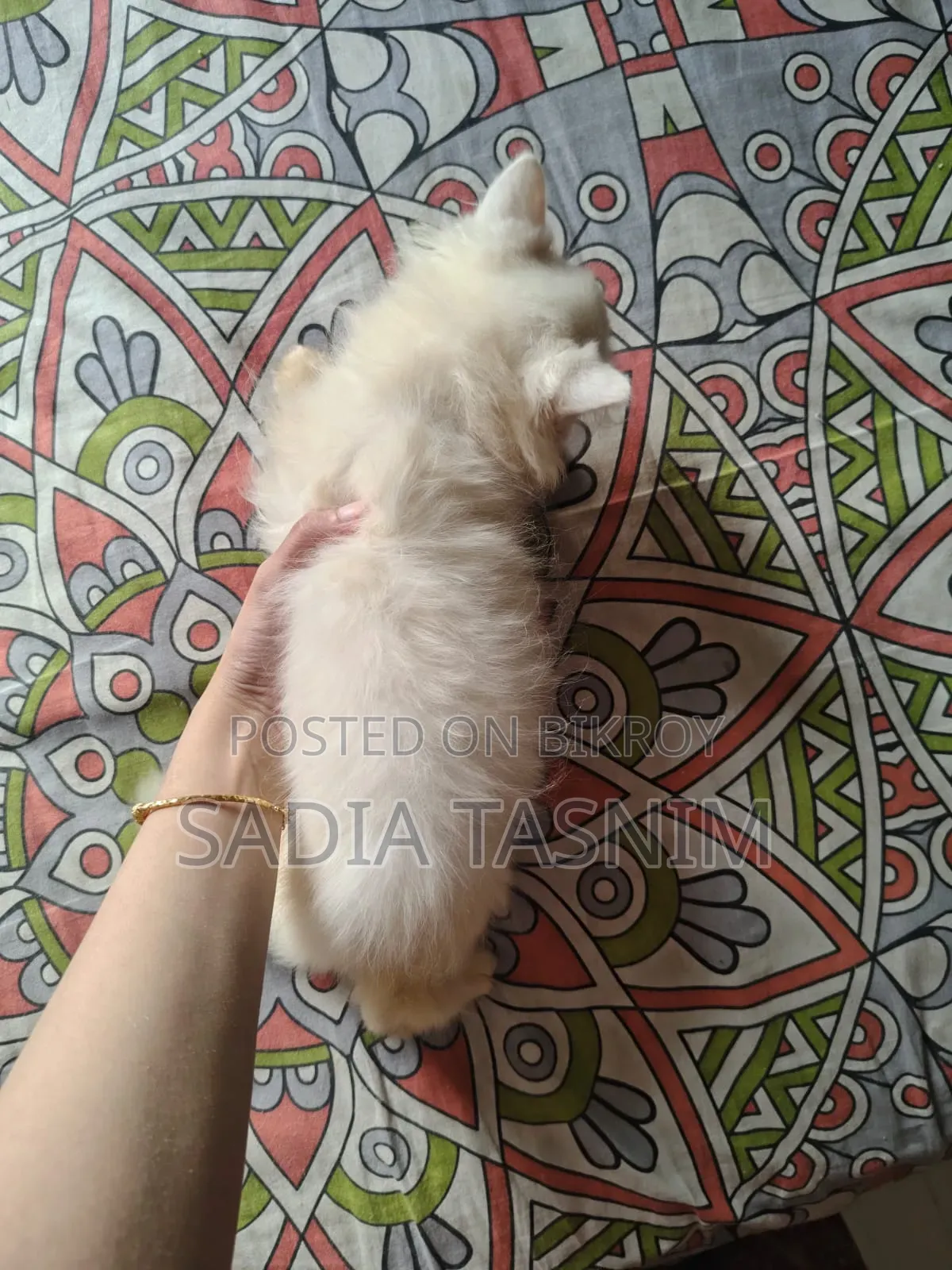 1-3 Months Female Purebred Persian