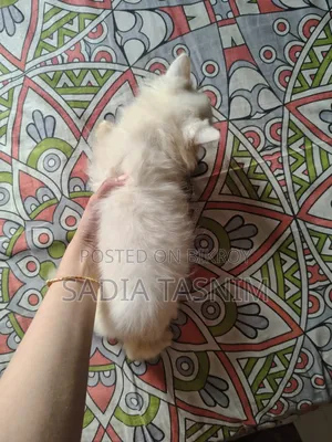 1-3 Months Female Purebred Persian