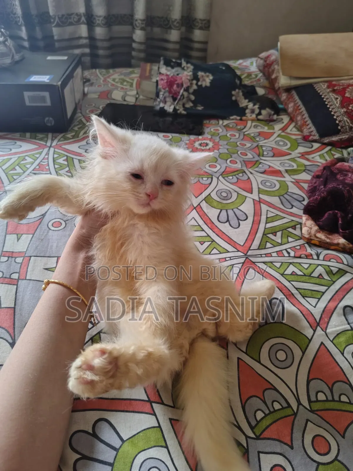 1-3 Months Female Purebred Persian